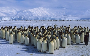 Fondo de pantalla pinguinos en reunion