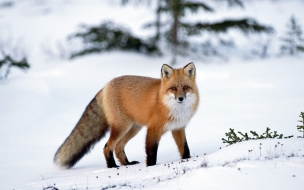 Fondo de pantalla zorro rojo en la nieve