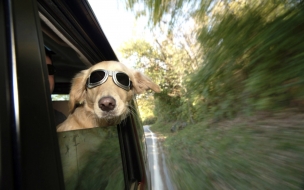 Perro con lentes