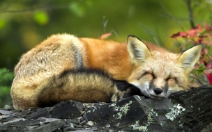 Sleeping red fox Fun Animal Wallpapers