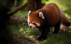 Fondo de pantalla de oso rojo Paseando