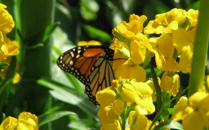 Fondo de pantalla mariposa