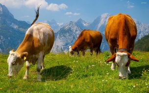 Fondo de pantalla vacas comiendo hierba