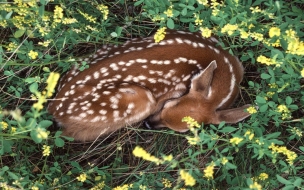 Fondo de pantalla venado durmiendo