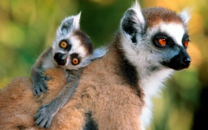 Lemurs con su Madre