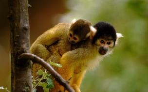 Loving monkeys cute animal wallpapers