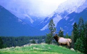 Swiss alps montains with a bull elk animals wallpaper