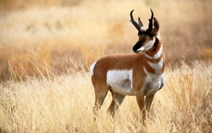 Fondo de pantalla antilope solitario