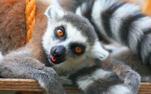 Fondo de pantalla lemurs jugando