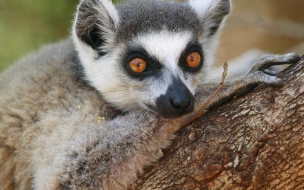 Fondo de pantalla lemurs mirando