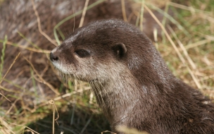 Fondo de pantalla marmota