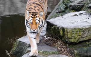 Fondo de pantalla tigre en riachuelo