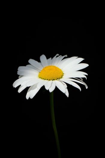 Fondo de pantalla de Fondo de Pantalla de pixabay_7243916.jpg