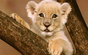 Free wallpaper animal cub lion