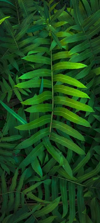 Fondo de pantalla de Fondo de Pantalla de pixabay_7004722.jpg
