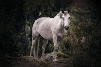 Fondo de pantalla de Fondo de Pantalla de pixabay_6886062.jpg