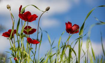 Fondo de pantalla de Fondo de Pantalla de pixabay_4870275.jpg