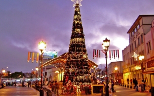 Fondo de pantalla arbol gigante en el centro de la ciudad