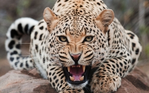 Fondo de pantalla leopardo atacando