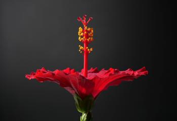 Fondo de pantalla de Fondo de Pantalla de pixabay_8582876.jpg