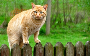 Fondo de pantalla gato pasando una cerca