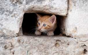 Fondo de pantalla gato en cueva