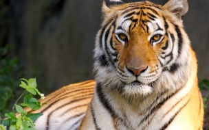 Fondo de pantalla mirada de tigre