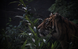 Fondo de pantalla tigre queriendo atacar