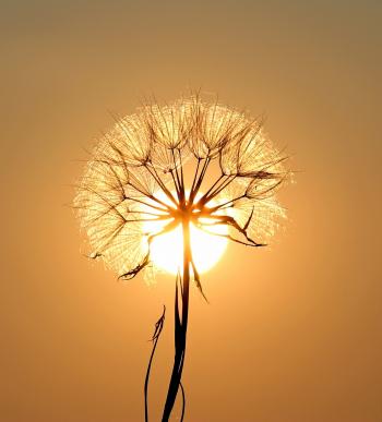 Fondo de pantalla de Fondo de Pantalla de pixabay_1557110.jpg