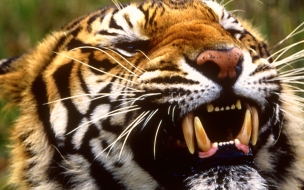 Fondo de pantalla tigre rugiendo