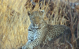 Fondo de pantalla leopardo esperando