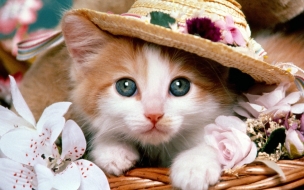 Fondo de pantalla gato con sombrero