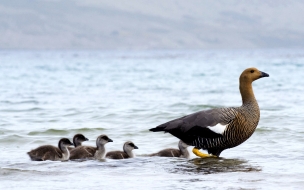 Fondo de pantalla de patos saliendo del agua