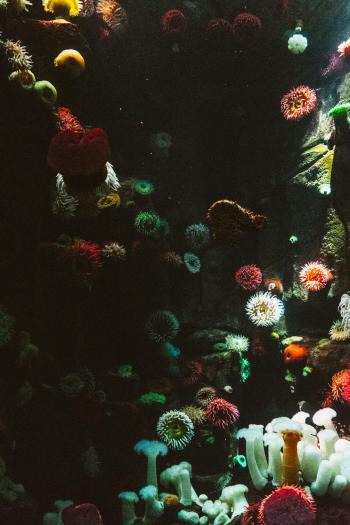 Fondo de pantalla de Fondo de Pantalla de pexels_137613.jpg