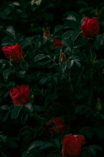 Fondo de pantalla de Fondo de Pantalla de pexels_1122639.jpg