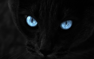 Black Cat Hd