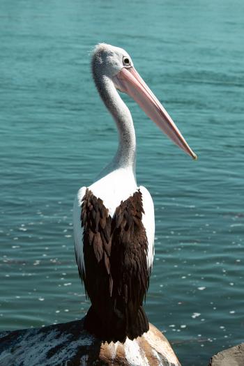 Fondo de pantalla de Fondo de Pantalla de pixabay_8710717.jpg