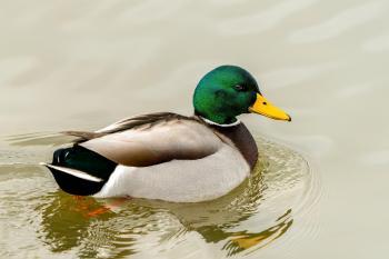 Fondo de pantalla de Fondo de Pantalla de pixabay_8510483.jpg