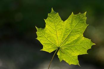 Fondo de pantalla de Fondo de Pantalla de pixabay_8374442.jpg