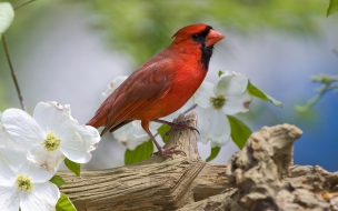 Fondo de pantalla de pajarito rojo