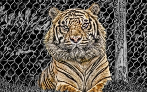 Fondo de pantalla tigre encerrado