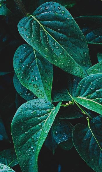 Fondo de pantalla de Fondo de Pantalla de pixabay_8222919.jpg