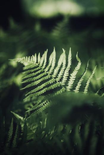 Fondo de pantalla de Fondo de Pantalla de pixabay_8264683.jpg