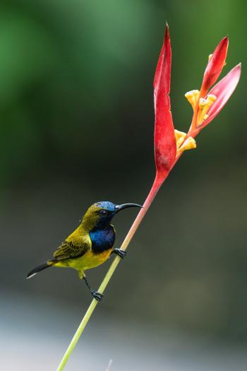 Fondo de pantalla de Fondo de Pantalla de pixabay_7927829.jpg