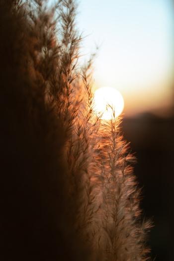 Fondo de pantalla de Fondo de Pantalla de pixabay_7785538.jpg