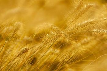 Fondo de pantalla de Fondo de Pantalla de pixabay_7723029.jpg