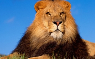 Lion brave animal wallpapers