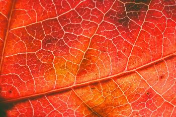 Fondo de pantalla de Fondo de Pantalla de pixabay_7528064.jpg