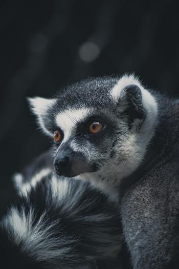 Fondo de pantalla de Fondo de Pantalla de pixabay_7535234.jpg