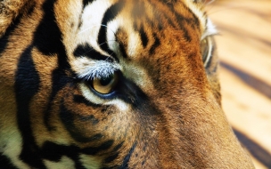 Fondo de pantalla ojos de tigre